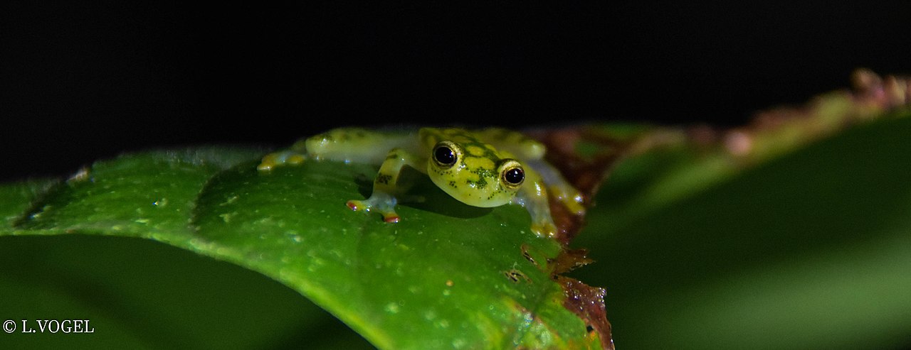 Hyalinobatrachium valerioi