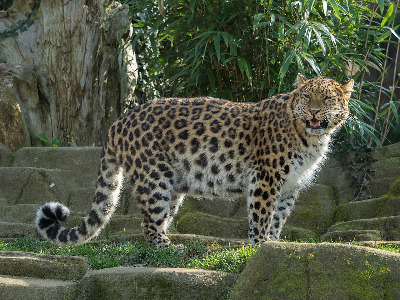 Leopardul Amur