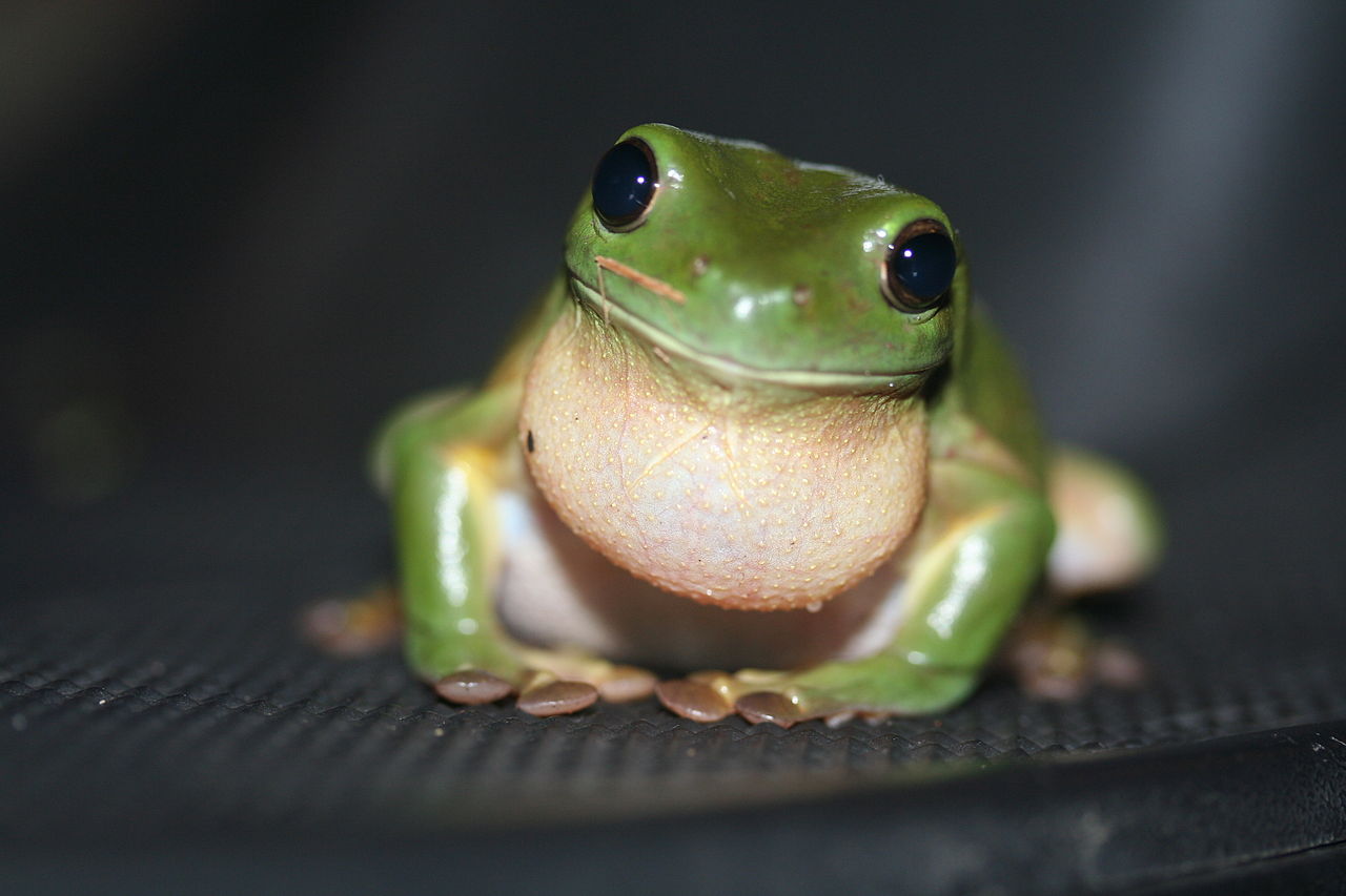 Litoria caerulea