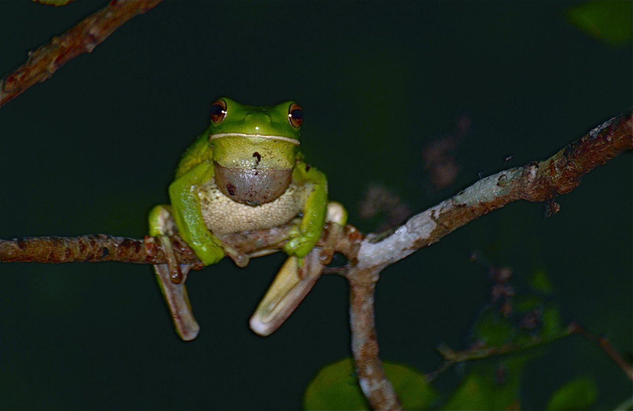 Litoria infrafrenata