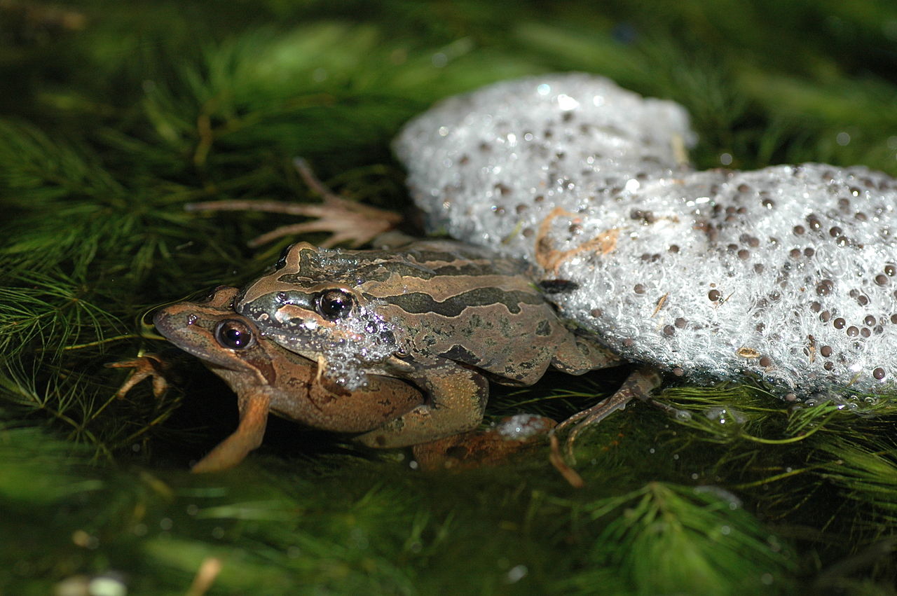 Lymnodynastes peronii