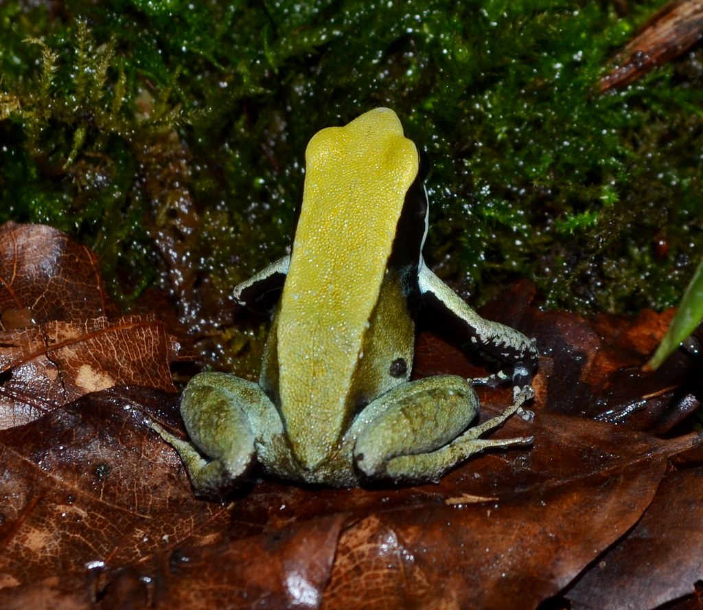 Mantella viridis