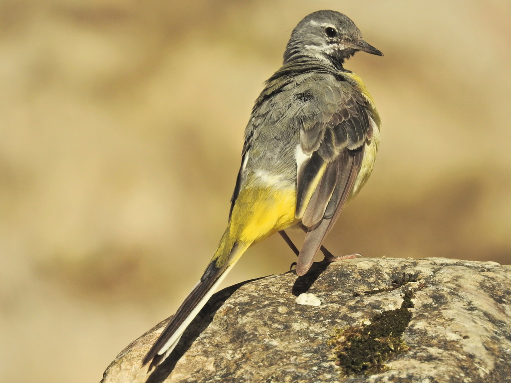 Motacilla cinerea