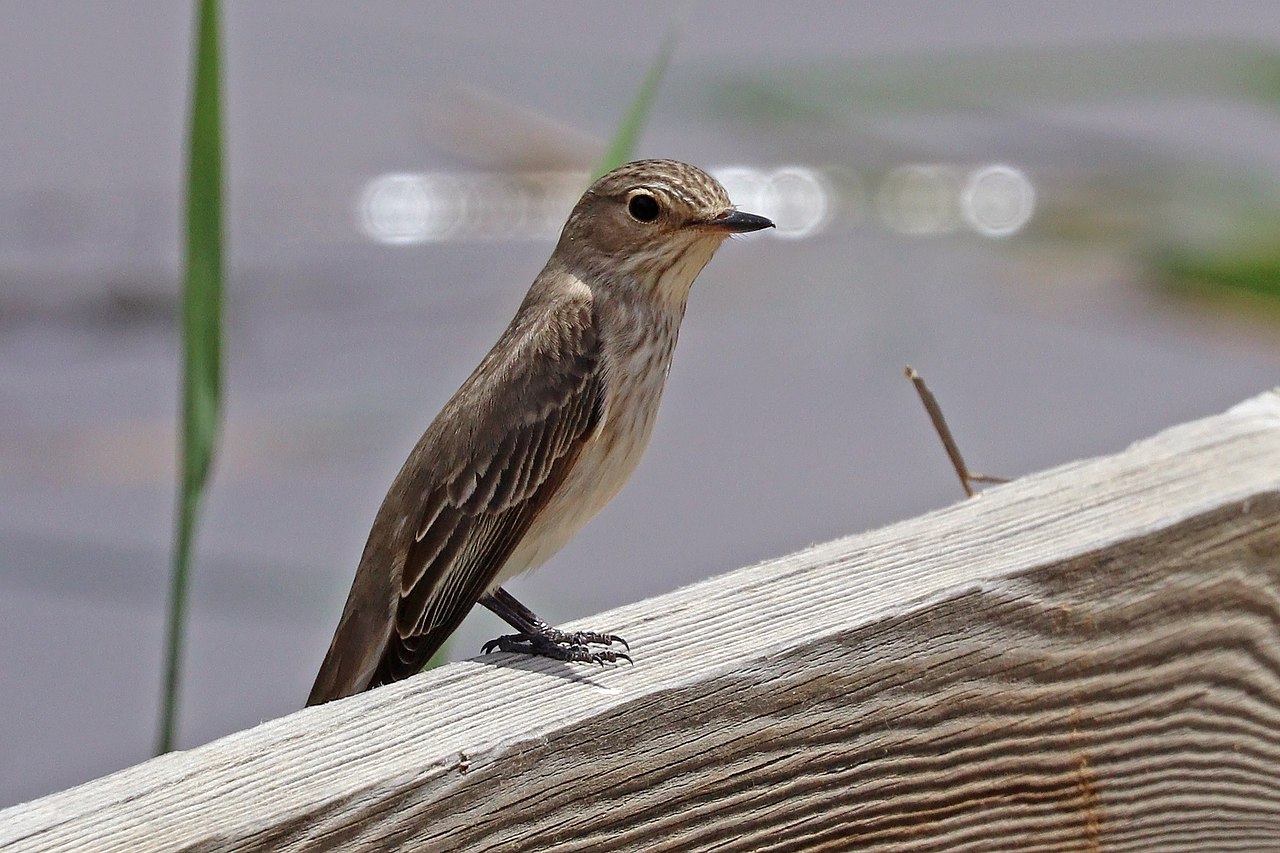 Muscicapa striata