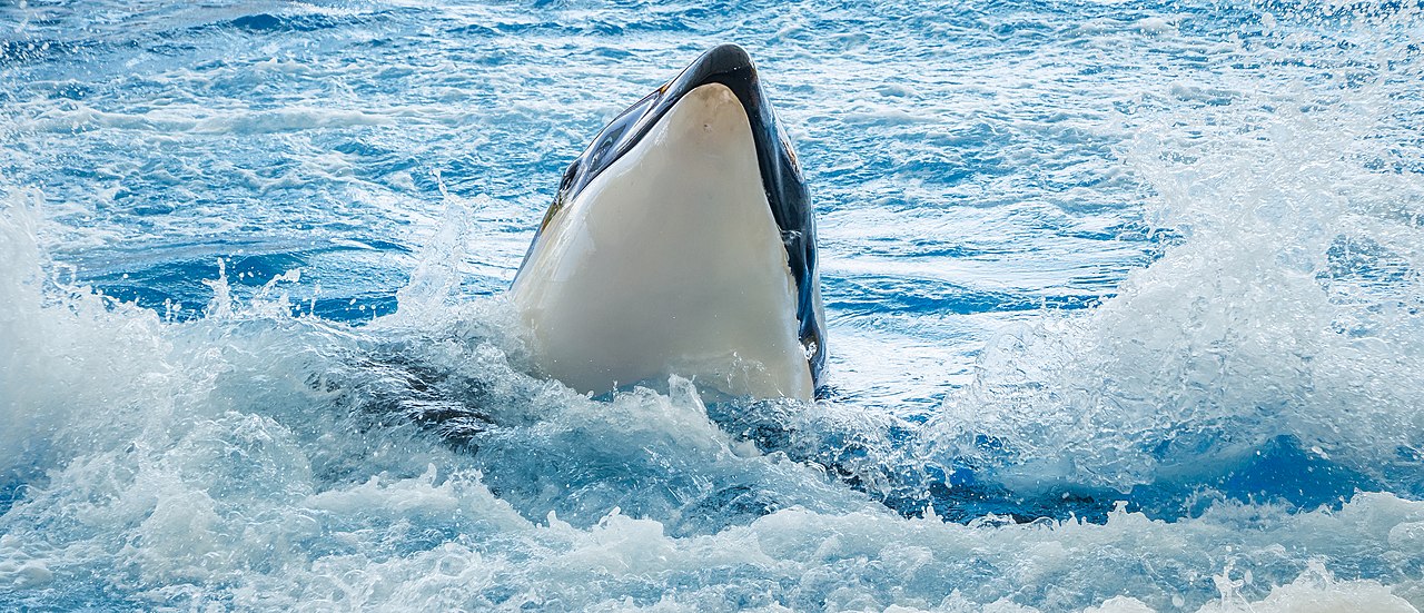 Orcinus orca