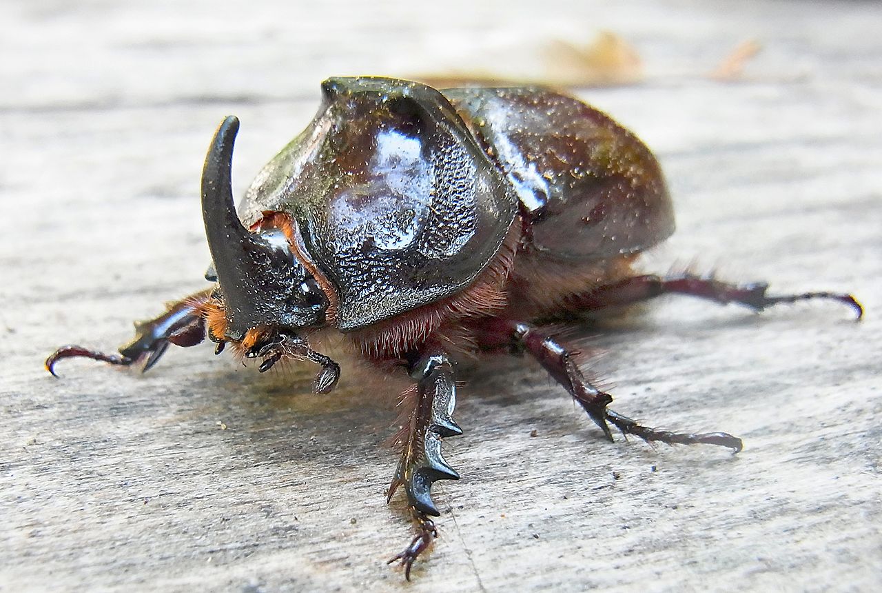 Oryctes nasicornis