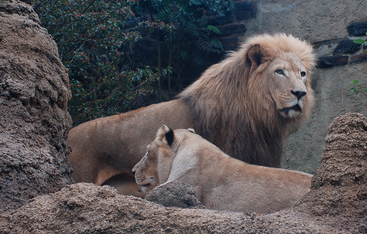 Panthera Leo Krugeri