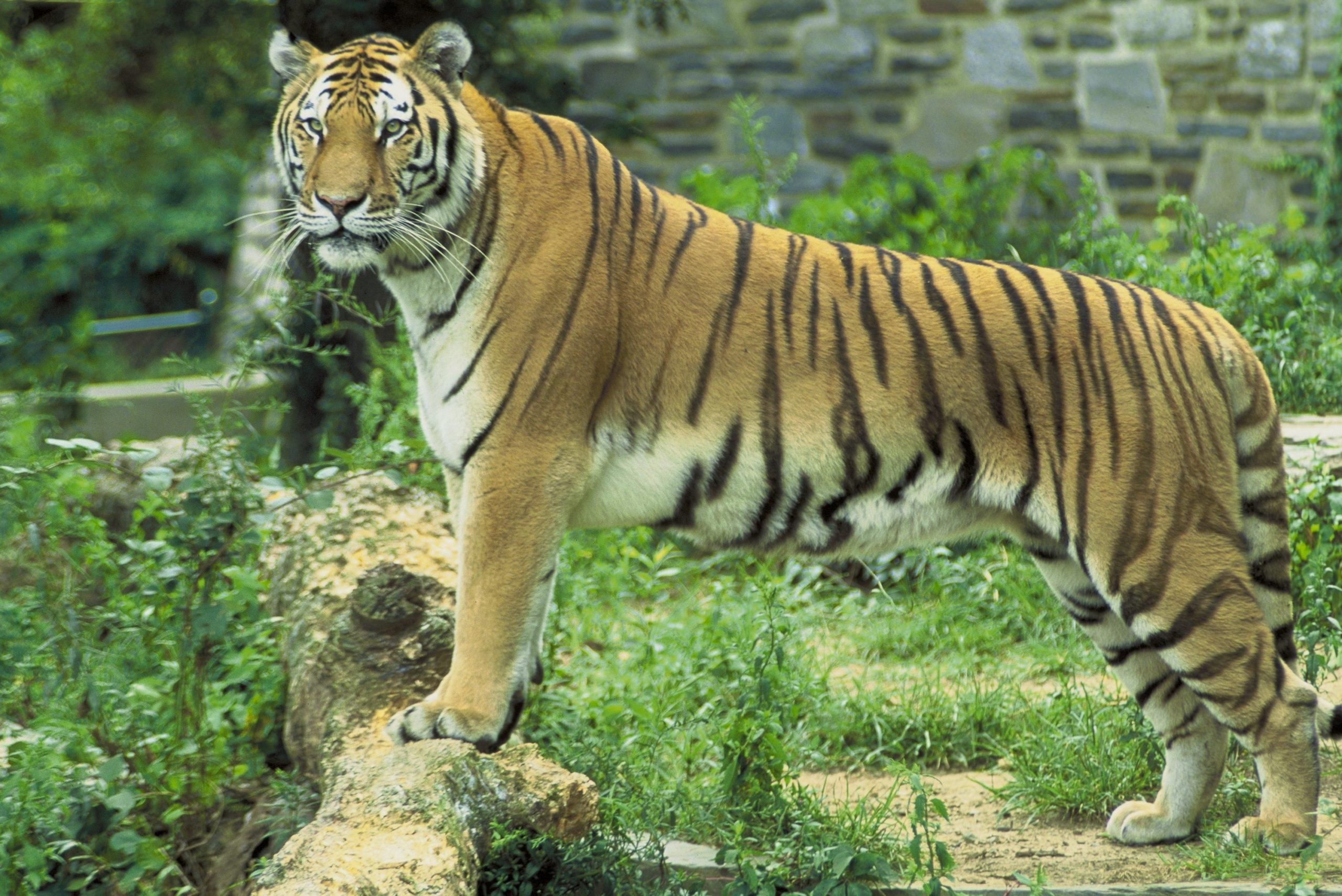 Panthera tigris