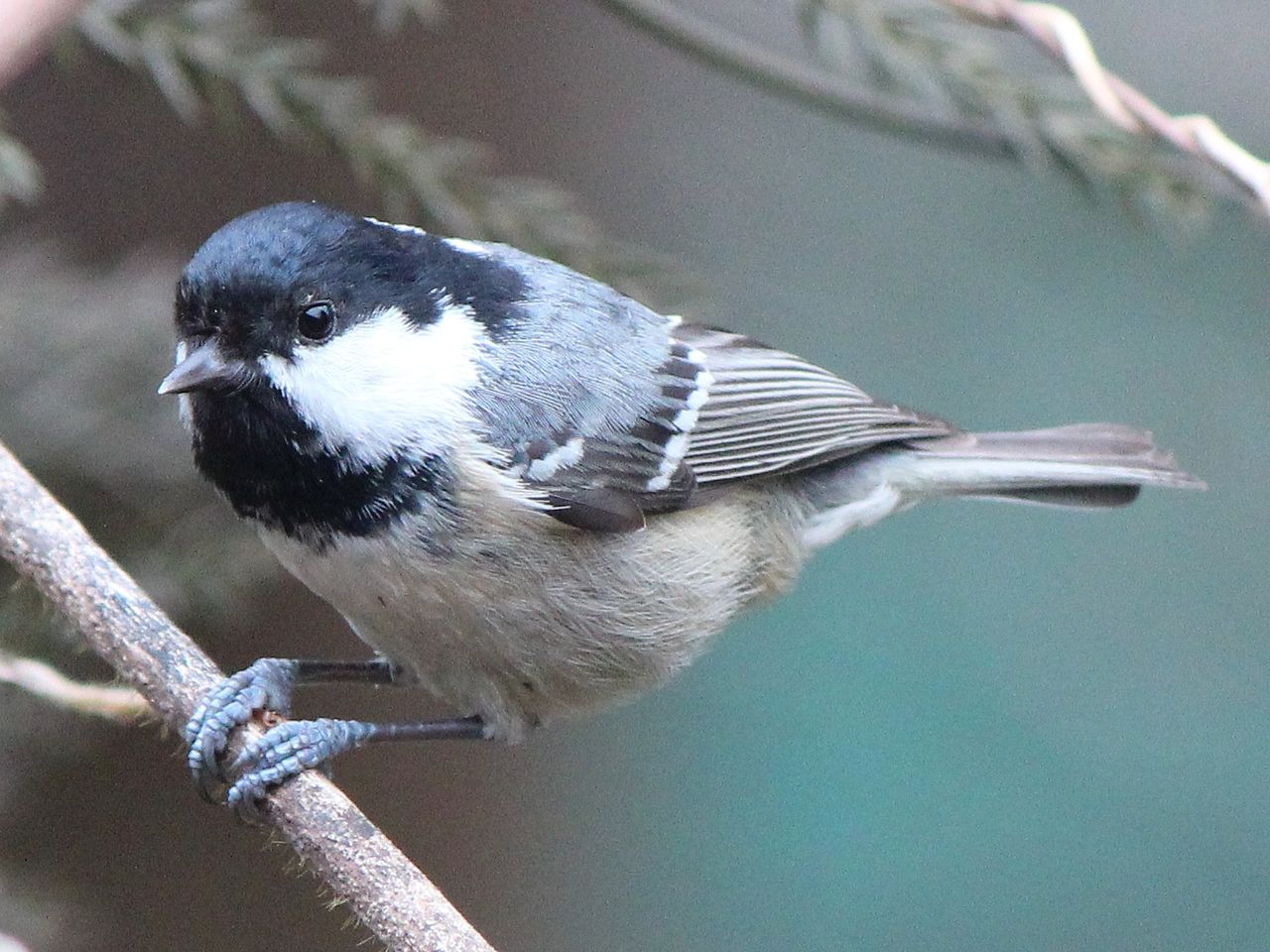 Parus ater