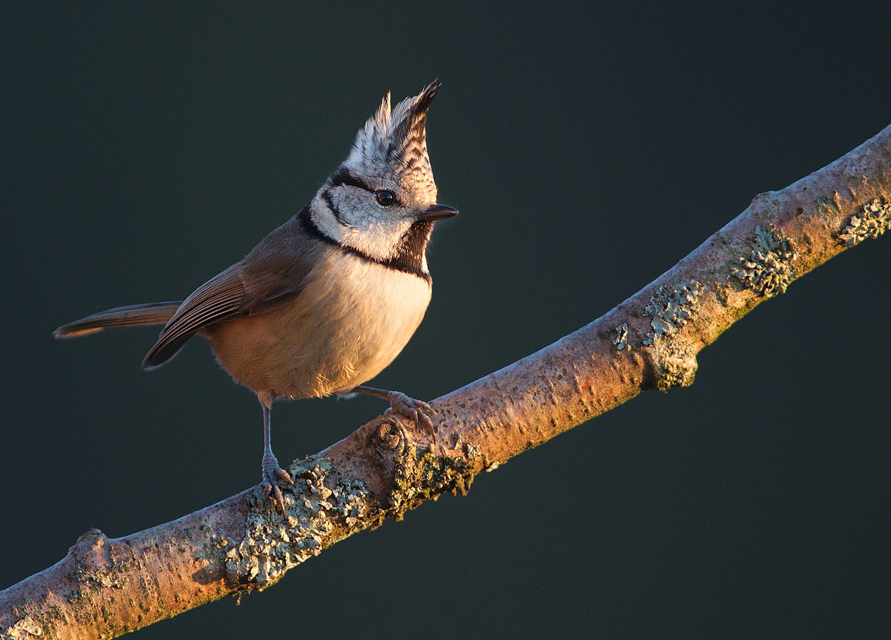 Parus cristatus