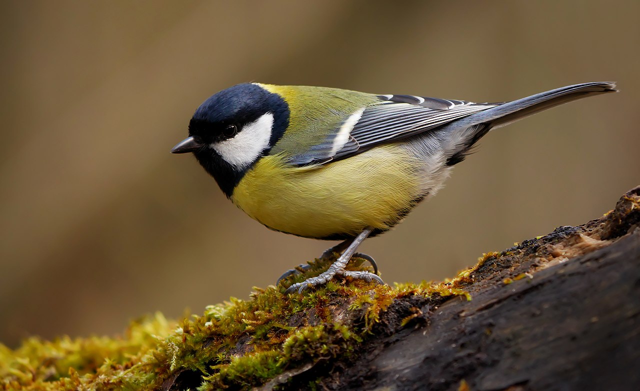 Parus major