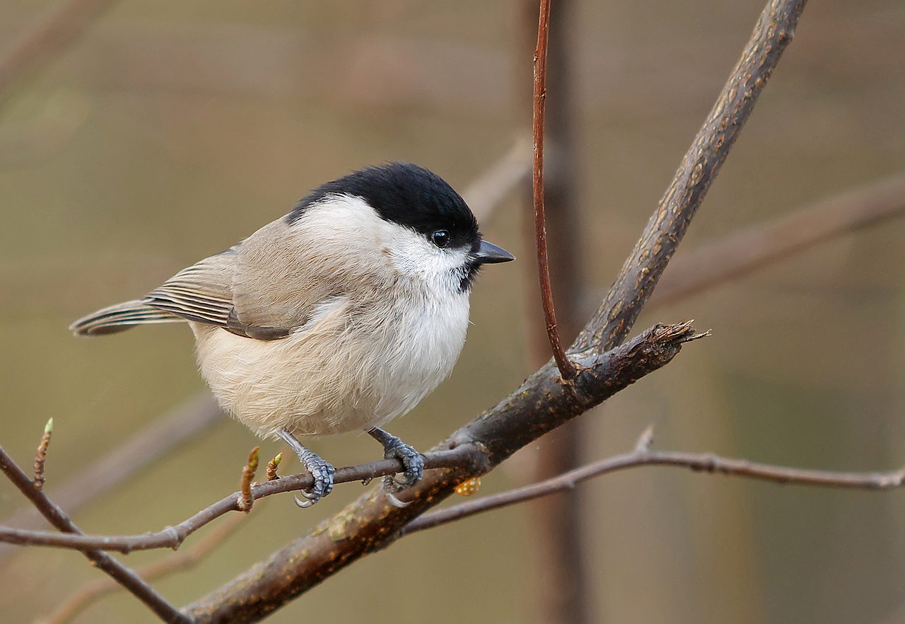 Parus palustris