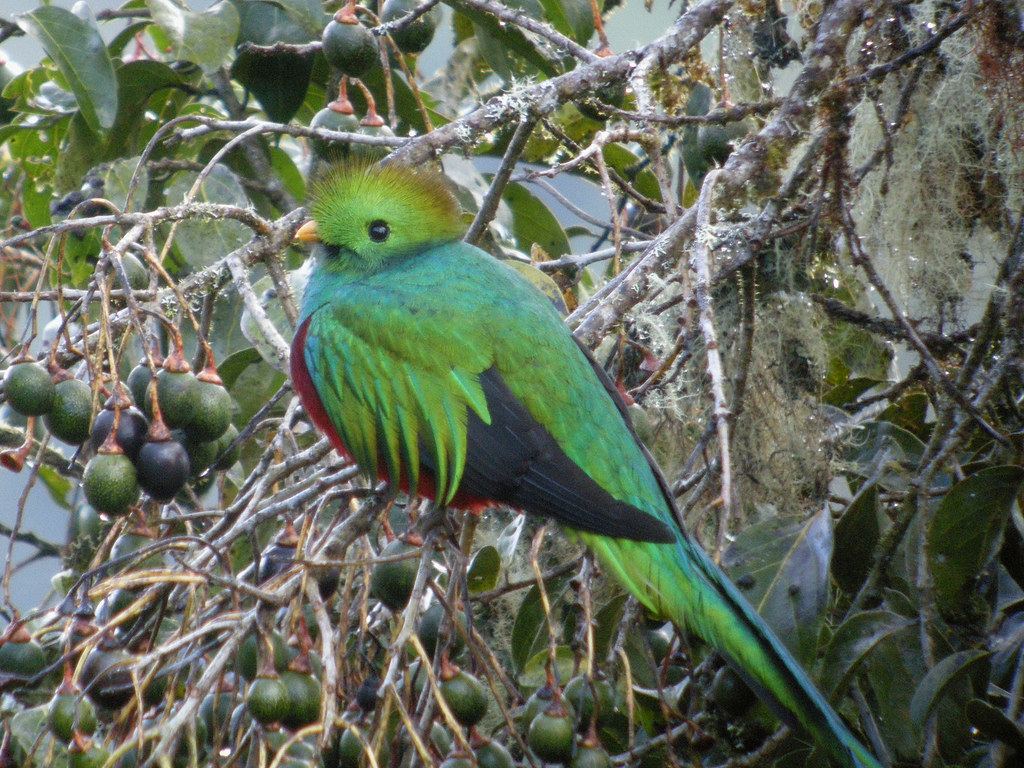 Pasarea Quetzal