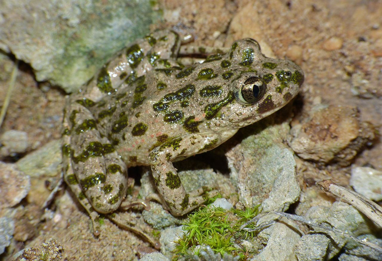 Pelodytes punctutus