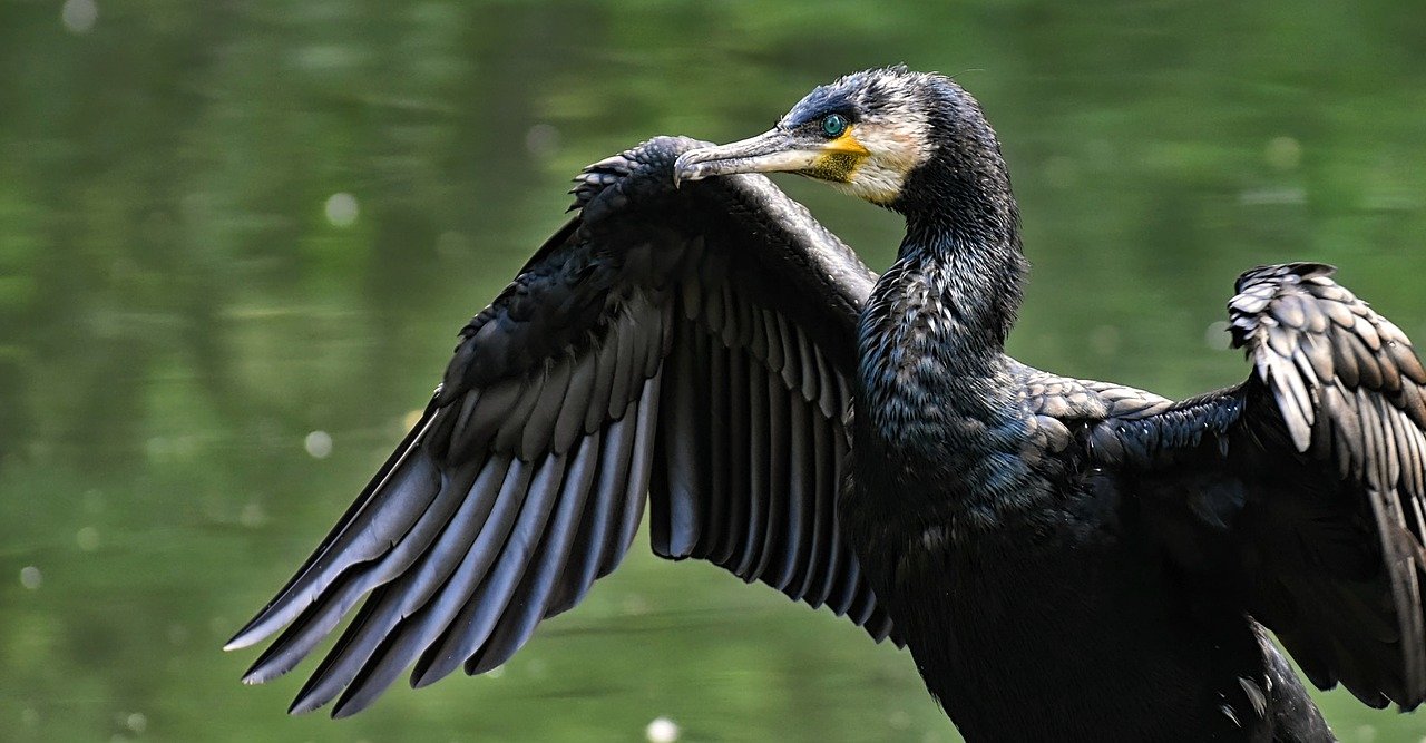 Phalacrocorax carbo