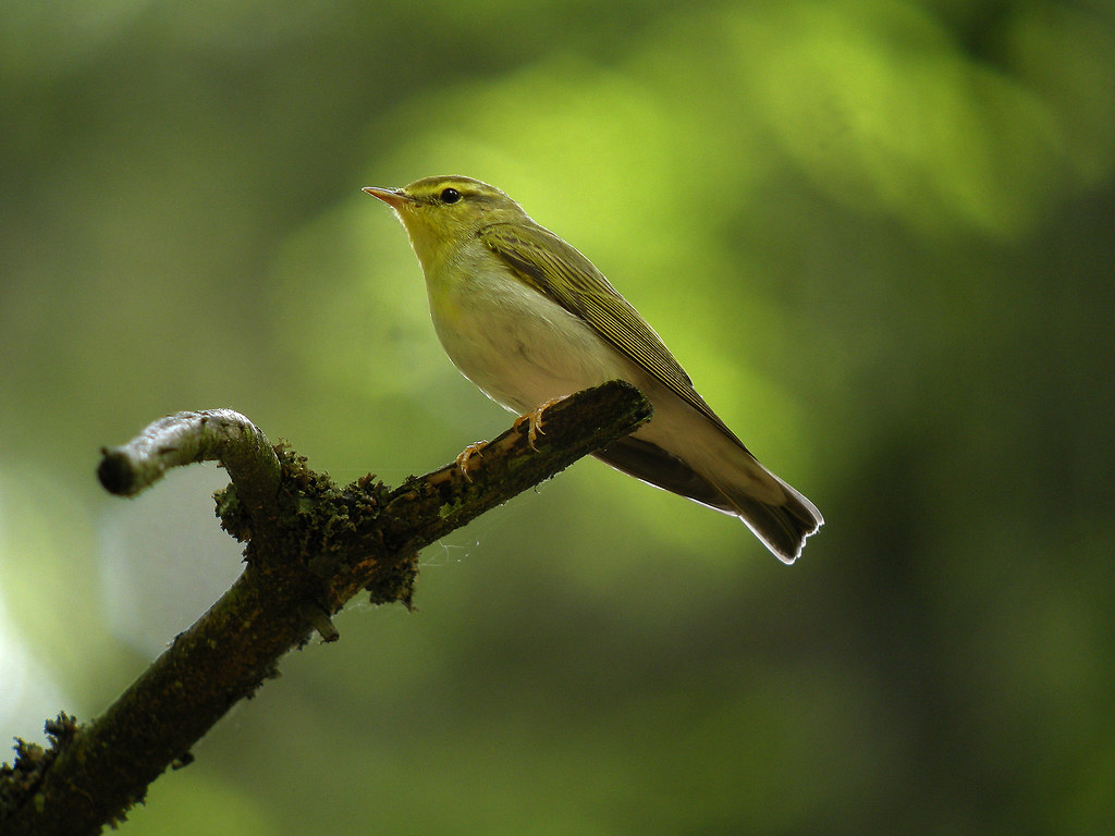 Phylloscopus sibilatrix