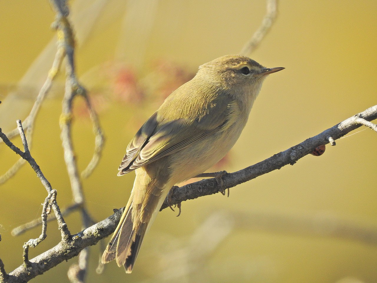 Phylloscopus trochilus