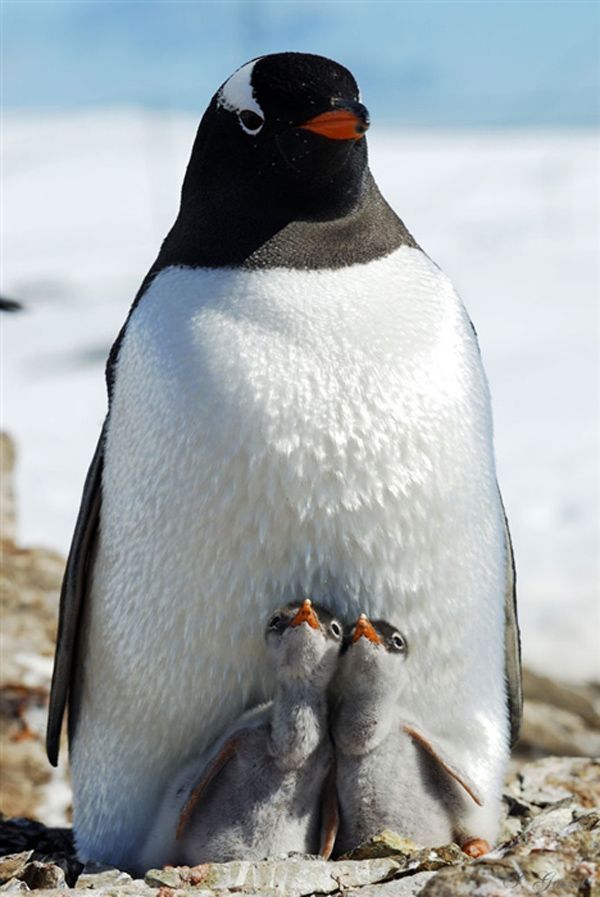 Pinguin Pygoscelis papua, Femela cu doi pui, fotograf Igor Gvozdovskyy