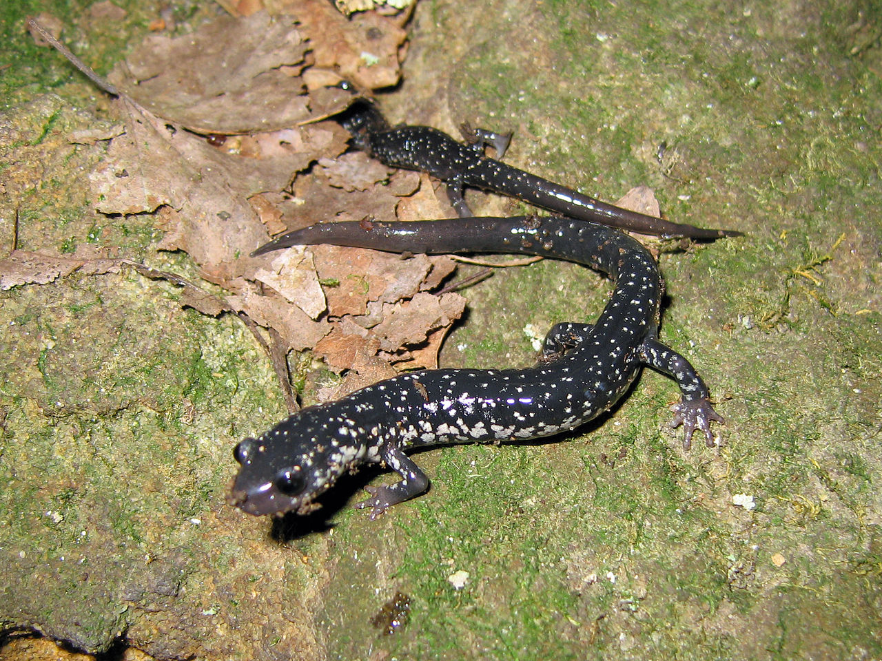 Plethodon glutinosus