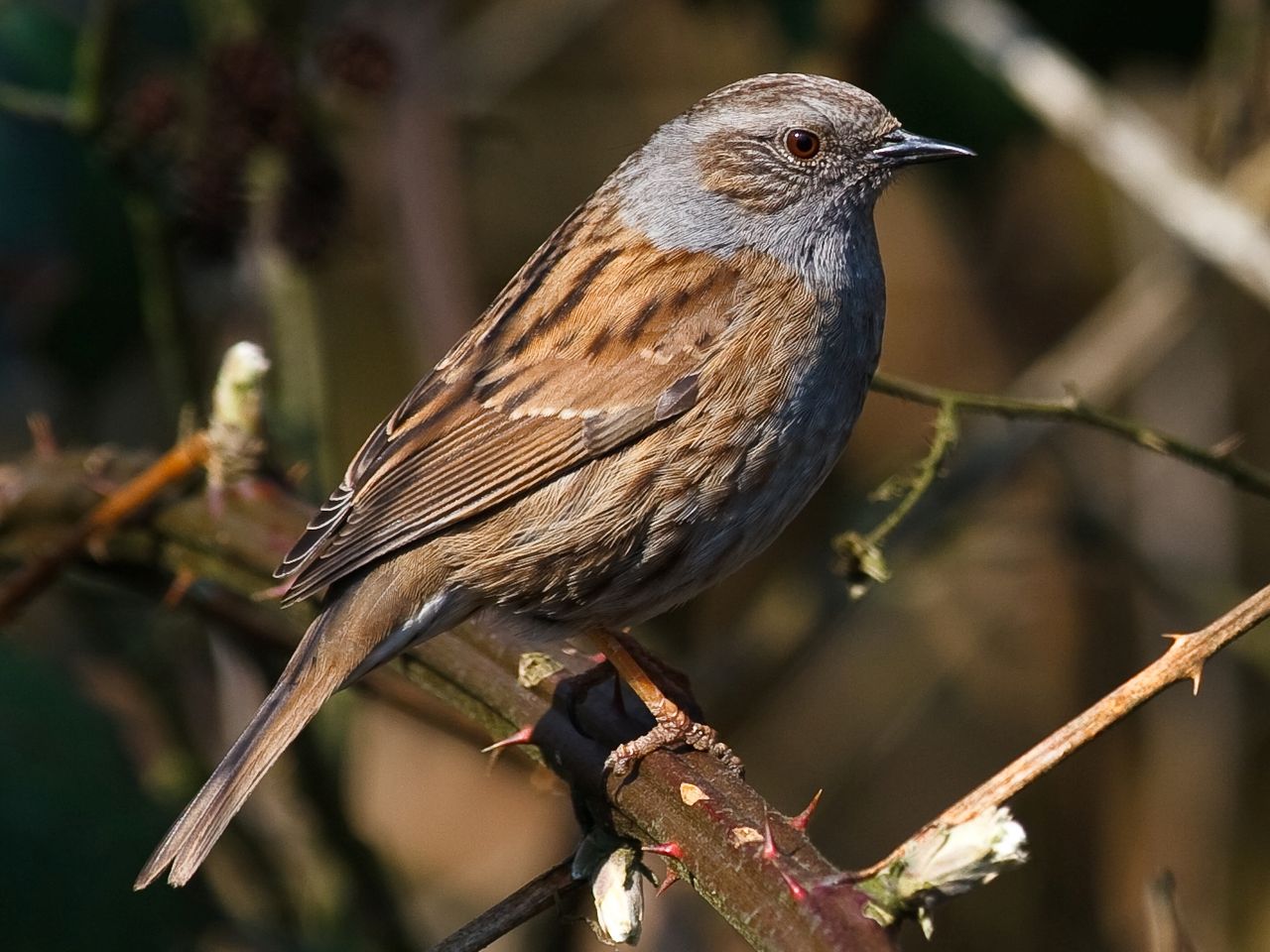 Prunella modularis