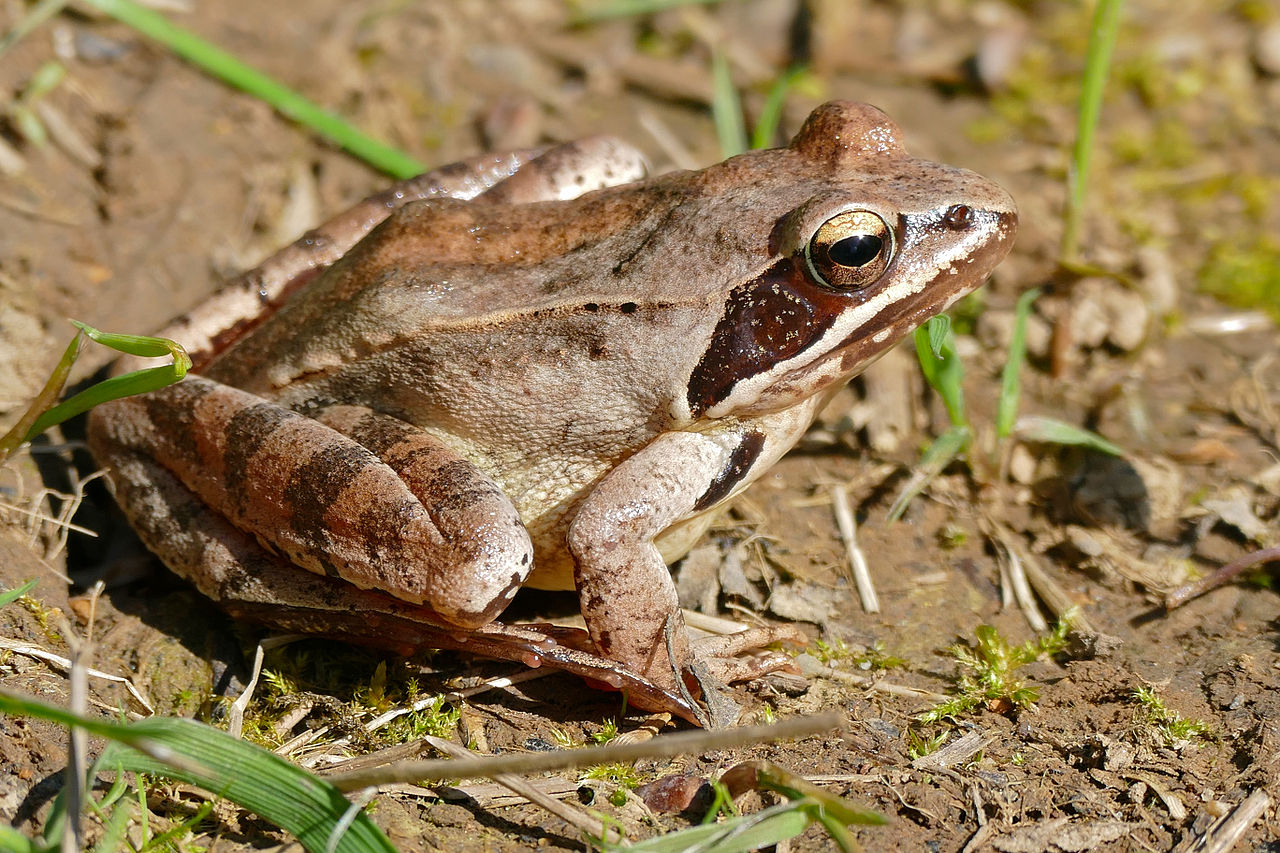 Rana dalmatina