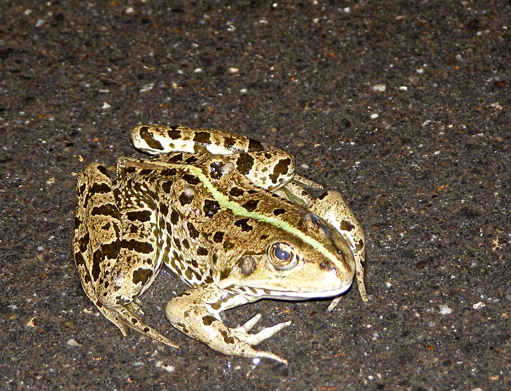 Rana ridibunda