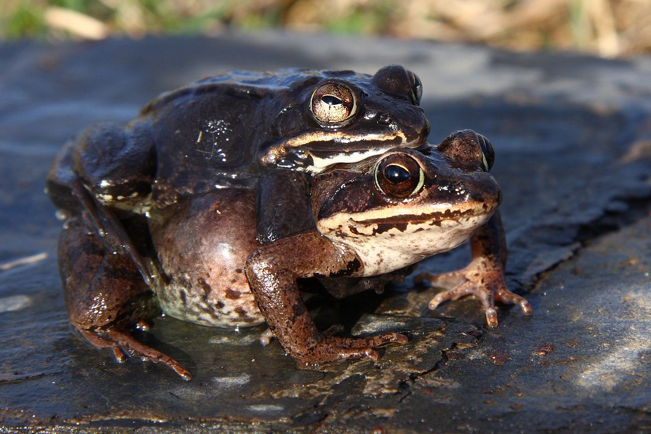 Rana sylvatica