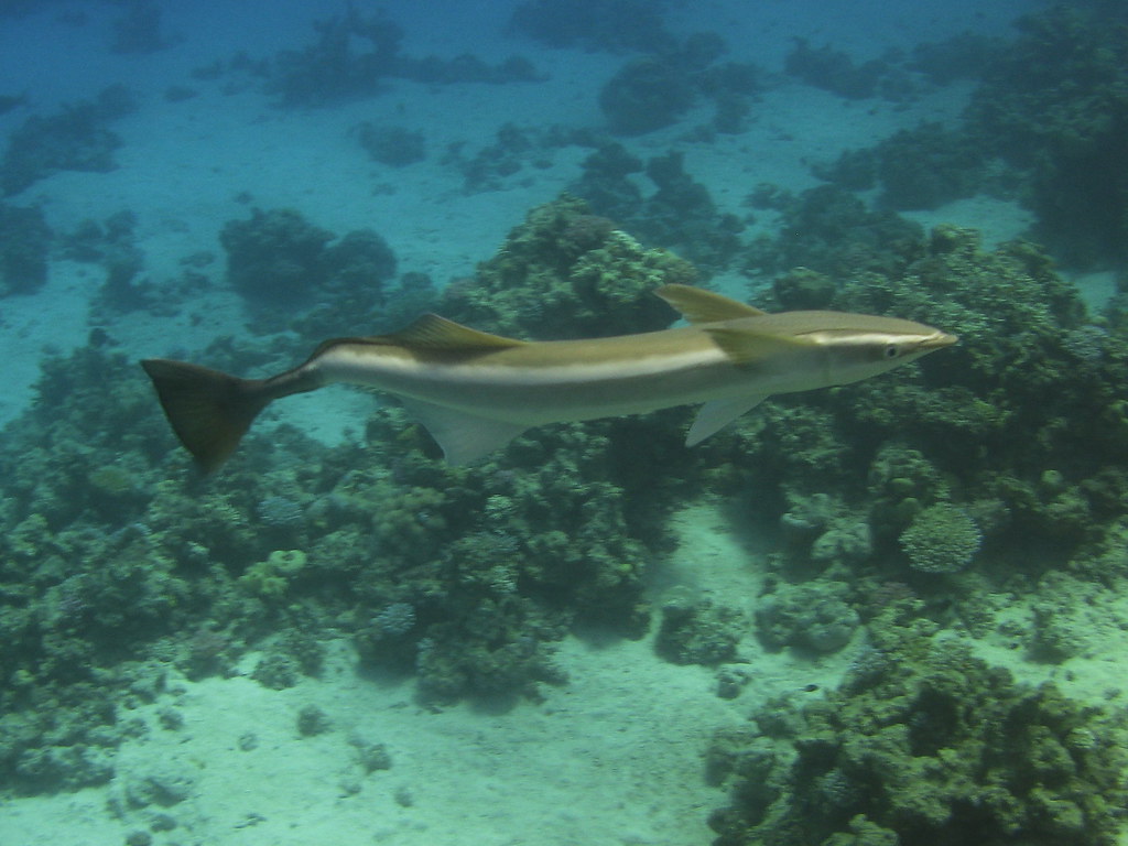 Remora remora