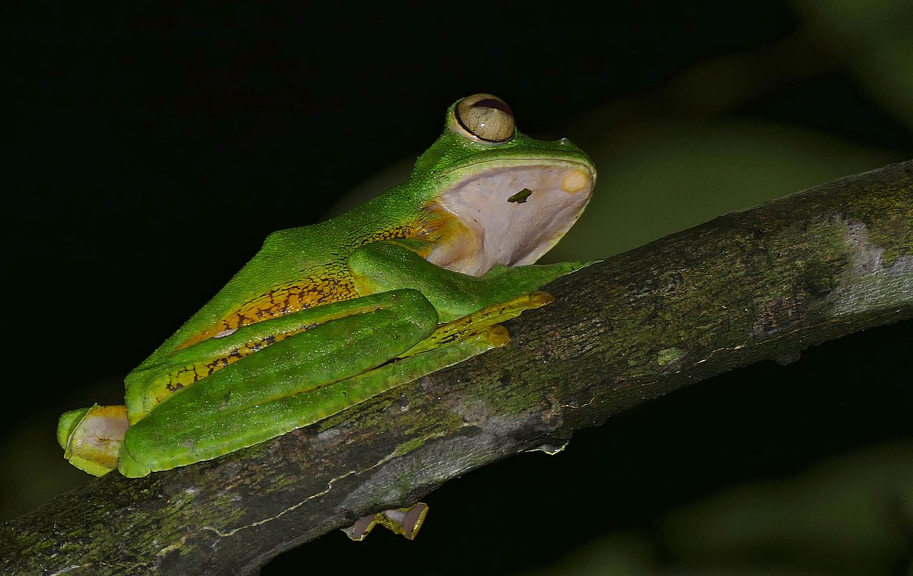 Rhacophorus nigropalmatus