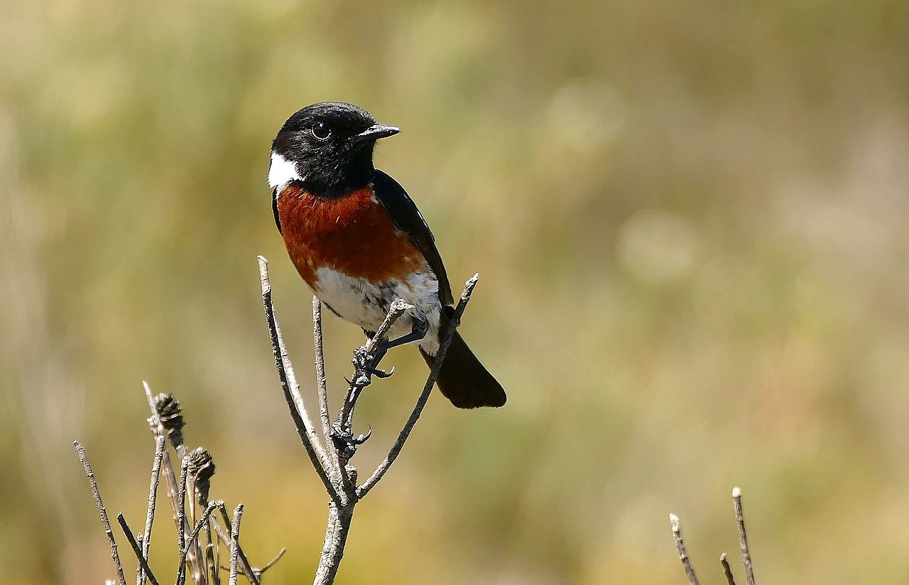 Saxicola torquatus