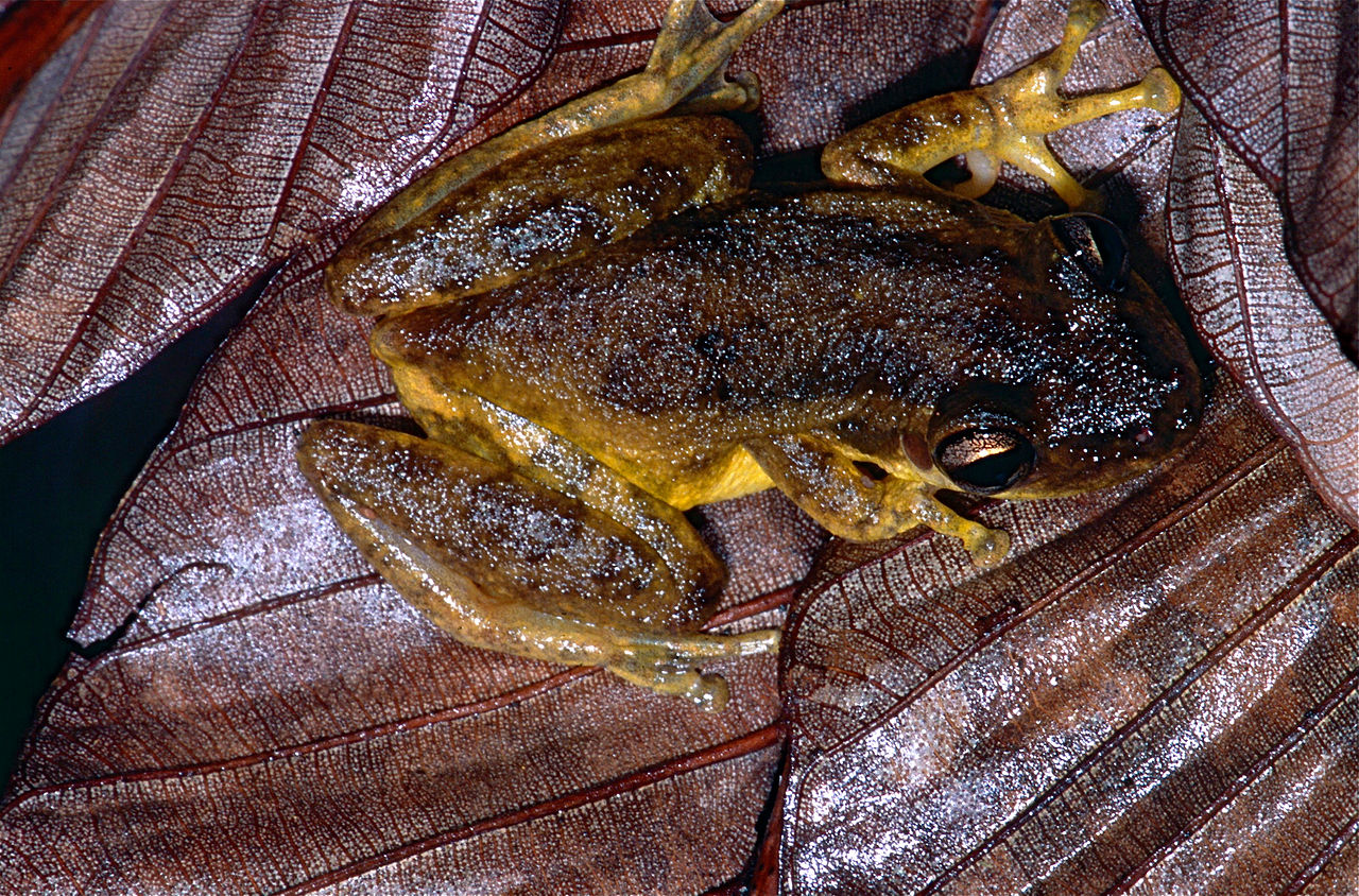 Scinax ruber