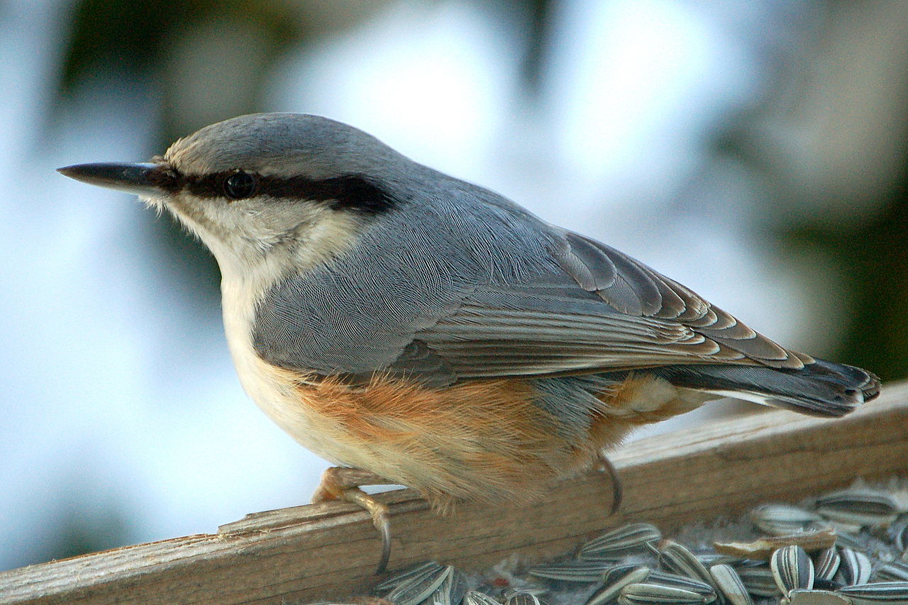 Sitta europaea