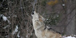 Top 10 animale sălbatice de pradă din toată lumea