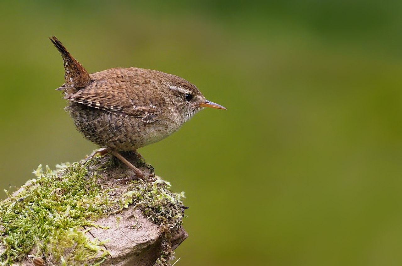 Troglodytes troglodytes