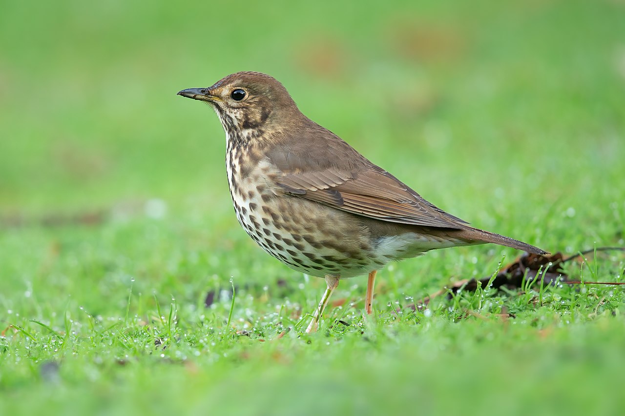 Turdus philomelos