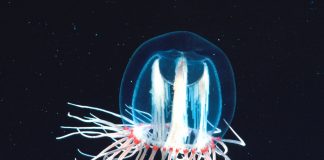 Turritopsis Nutricula
