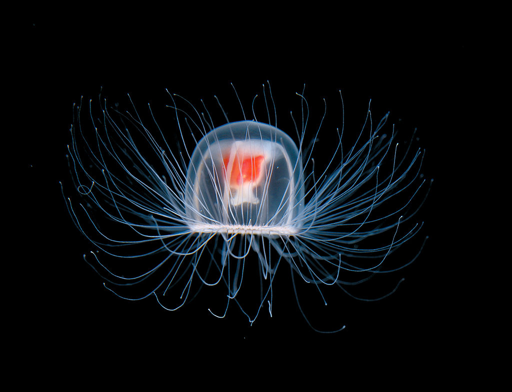 Turritopsis Nutricula