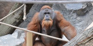 Vezi care sunt cele mai rare specii de animale sălbatice din lume