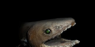 Vezi cele mai ciudate specii de pești descoperite în întreaga lume
