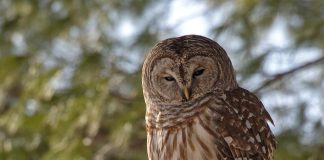 Știai că există specii de păsări periculoase ce te pot ucide Vezi care sunt acestea