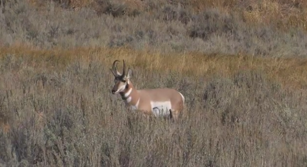 Pronghornul (Antilocapra americana), unul dintre cele mai rapide animale din lume