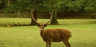 Cele mai cunoscute specii de cerbi din Africa, Eurasia și America Află care sunt cele mai cunoscute specii de cervide, cerbi din Africa, Eurasia și America