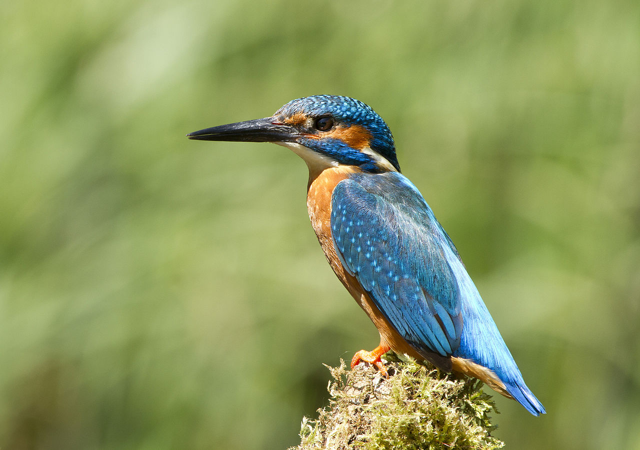 Alcedo atthis