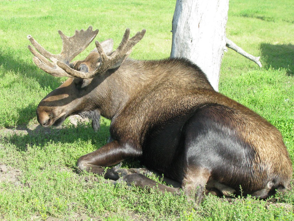 Alces gigas