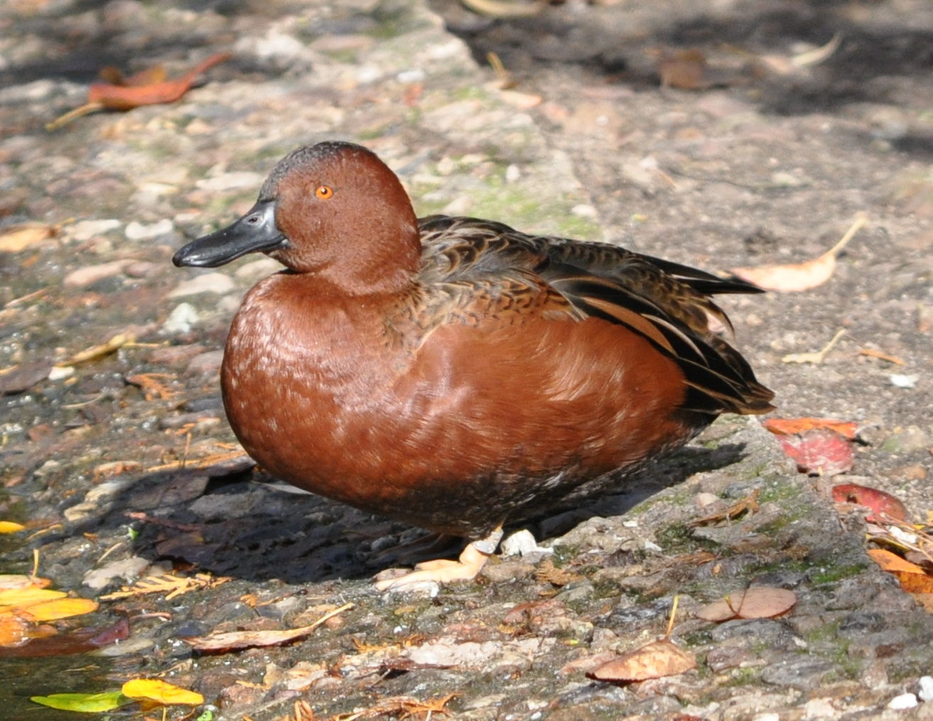 Anas cyanoptera