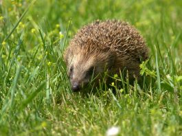 Animale insectivore, specii nocturne care vânează mici nevertebrate