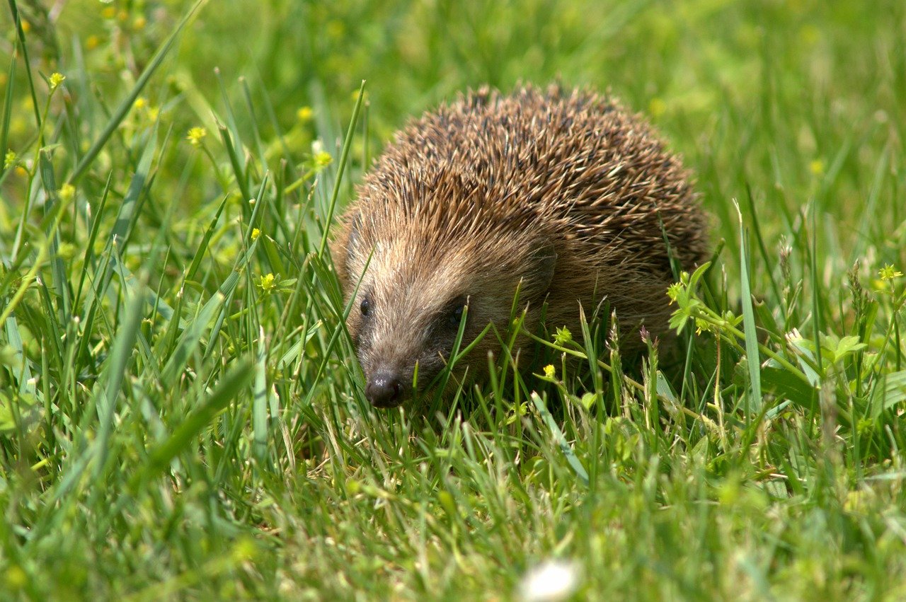 Animale insectivore, specii nocturne care vânează mici nevertebrate