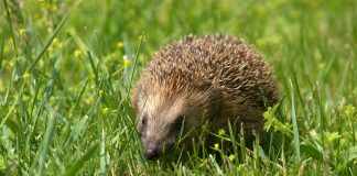 Animale insectivore, specii nocturne care vânează mici nevertebrate