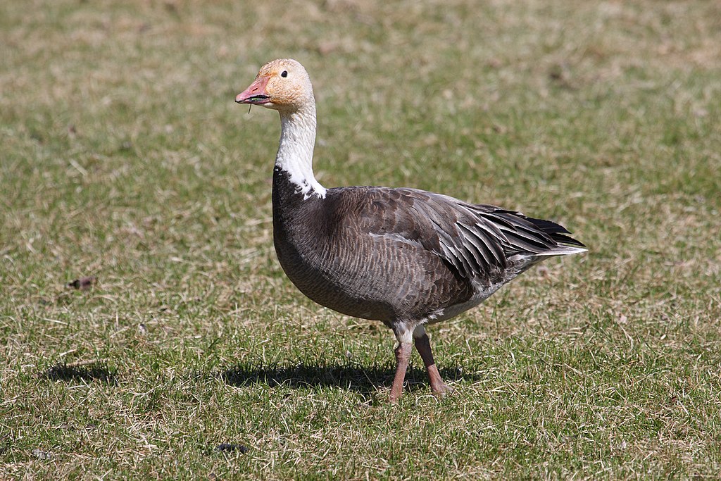 Anser caerulescens