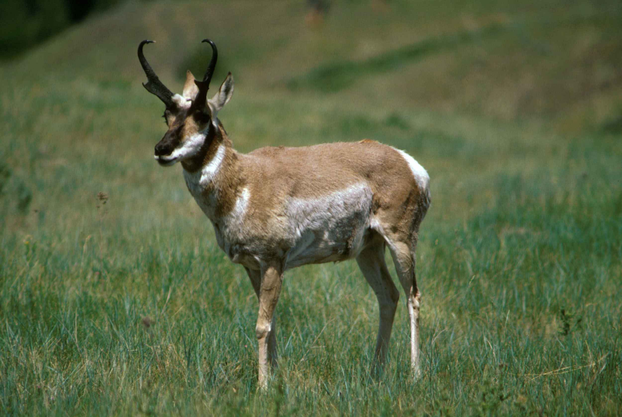 Antilocapra americana